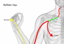Sinir Hücrelerinin Görevlerine Göre Sınıflandırılması