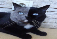 Kimerizm Hakkında Bilinmeyenler